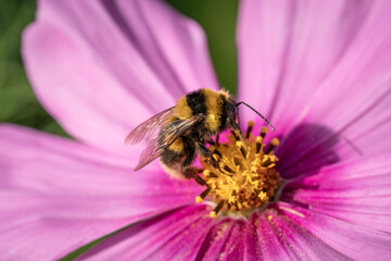 Bumblebee on a Cosmos Flower