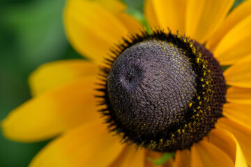 Close up of a Black-Eyed Susan Flower