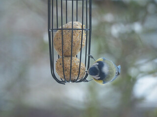 Blue Tit Bird Feeding on Suet Balls © Svetlana