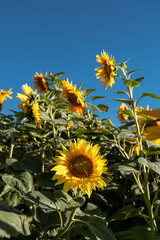 Sunflowers on a Sunny Afternoon