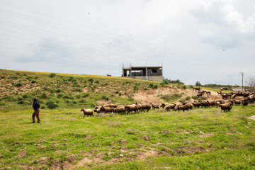 a flock of sheep near Adana Turkey