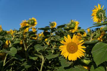 Close up of a Field of Sunflowers of a Sunny Afternoon