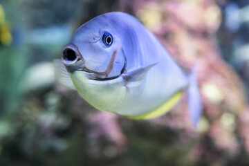 Pesce unicorno di Vlaming, Naso vlamingii, durante una visita all'Acquario di Genova, Liguria, Italia, Europa © Giovanni Laudicina