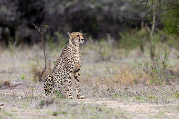 Obraz premium a female cheetah keeping an eye out for danger