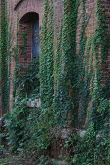 蔦に覆われた壁