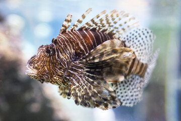 Pesce scorpione o Leone, pterois volitans, durante una visita all'Acquario di Genova, Liguria, Italia, Europa © Giovanni Laudicina
