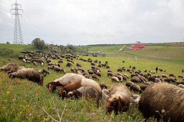 a flock of sheep near Adana Turkey