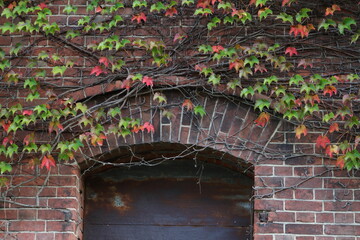 レンガの壁とツタ