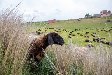 a flock of sheep near Adana Turkey