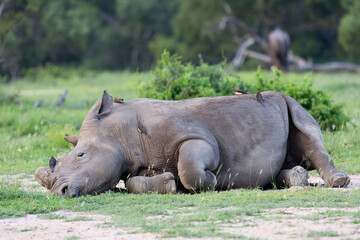 a white rhino having a snooze
