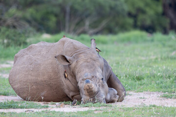 a white rhino having a snooze