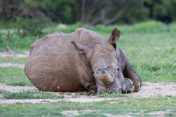 a white rhino having a snooze