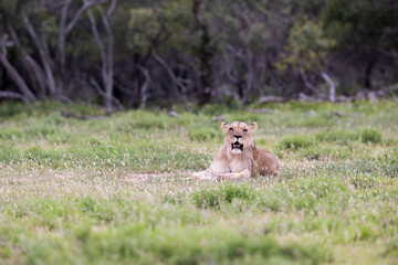 a big lioness looking mad, angry.