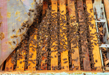 The beekeeper holds a honey cell with bees in his hands. Apiculture. Apiary - Image