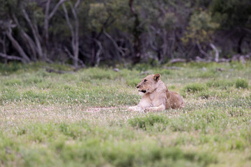 a big lioness looking mad, angry.