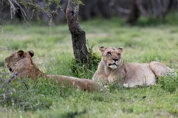 a big lioness looking mad, angry.