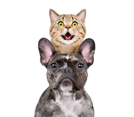 Portrait of a French bulldog and a Scottish straight cat above him, closeup, isolated on white background