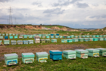 The beekeeper holds a honey cell with bees in his hands. Apiculture. Apiary - Image