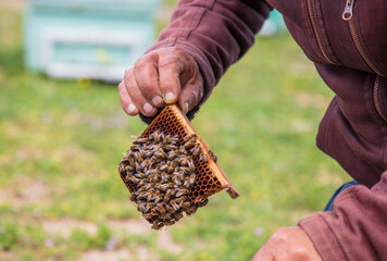 The beekeeper holds a honey cell with bees in his hands. Apiculture. Apiary - Image