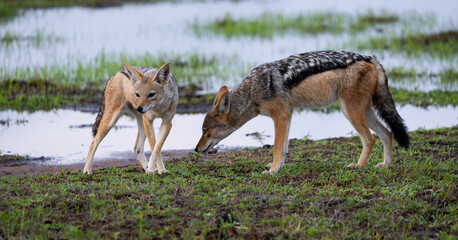 a pair of black-backed jackals searching for frogs
