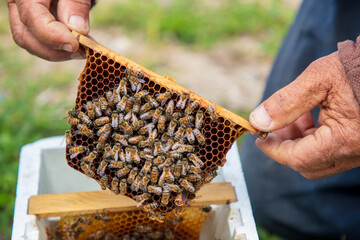The beekeeper holds a honey cell with bees in his hands. Apiculture. Apiary - Image