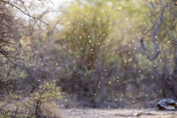 fly ants dotting the background