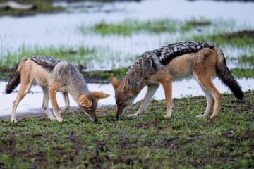 a pair of black-backed jackals searching for frogs