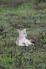 a Black-backed jackal keeping an eye out for danger