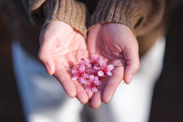 Closeup image of a woman holding a pink cherry blossom flower in the hands