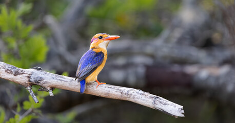 a portrait of an African pygmy kingfisher