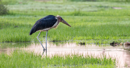 a portrait of a marabou stork