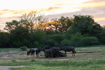 a herd of blue wildebeest at sunrise