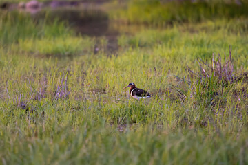 a greater painted snipe in the golden hour