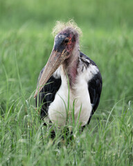 a portrait of a marabou stork