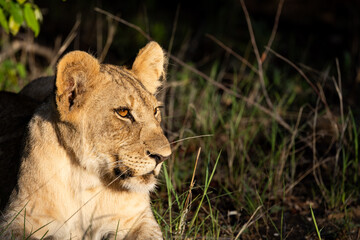 a portrait of a young lion cub in golden light