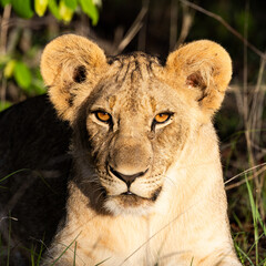 a portrait of a young lion cub in golden light