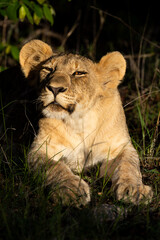a portrait of a young lion cub in golden light