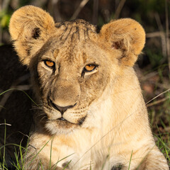 a portrait of a young lion cub in golden light
