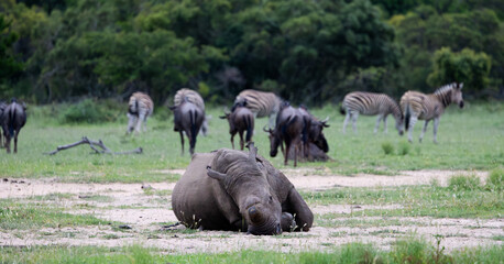 a rhino resting between the zebras and blue wildebeest © Jurgens