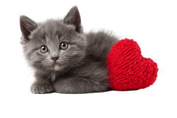 Adorable gray kitten with red heart on transparent background looks cute