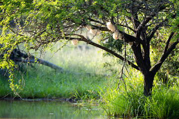 Foam nest frog nests in a tree