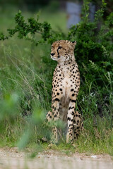 a big male cheetah sitting