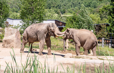 Fototapeta premium Indian and Asian elephants stand in their enclosure on territory of Prague Zoo in the Czech Republic