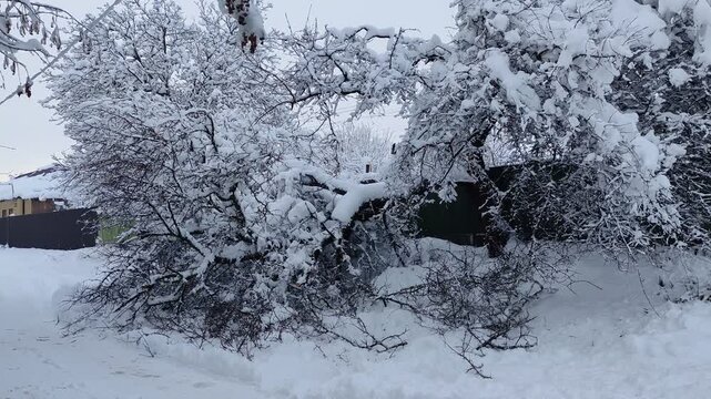 Fallen tree due to heavy snowfall in winter