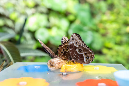 Several Cozumel butterflies sit and eat in Fata Morgana Tropical Greenhouse at Prague Botanical Garden in Czech Republic