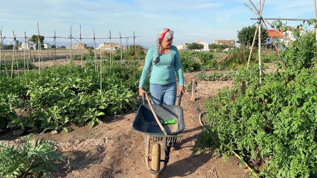 Senior woman pushing a wheelbarrow while working in an organic vegetable garden