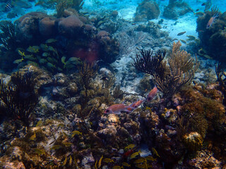 Obraz premium Underwater life of Rum Point, Grand Cayman