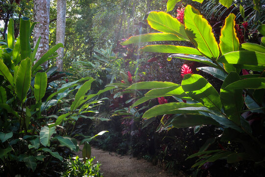 Caribbean flowers of Queen Elizabeth botanical garden, Grand Cayman