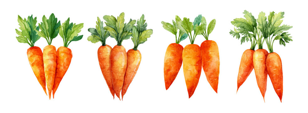 Cartoon vegetable collection featuring watercolor carrots with green leaves. Flat design set of organic root veggies isolated on white. Ideal for healthy food illustrations and prints. 
