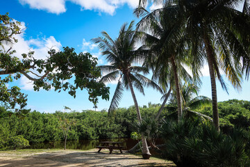 Obraz premium Queen Elizabeth II Botanic Park landscape, Grand Cayman